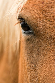 Horse portrait by Arpad Radoczy