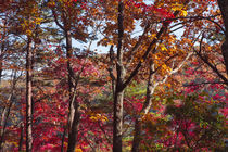 Cloudland Canyon Fall Colors by John Bailey