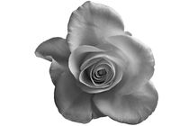 Super soft Rose  black & white von leddermann