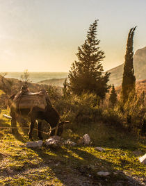Landscape with donkey by Raymond Zoller