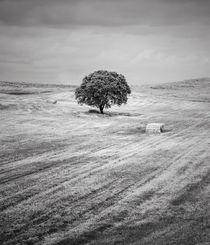 Rural Landscape #3 by Antonio Jorge Nunes