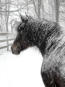 Snowy Horse by dreamcatcher-media