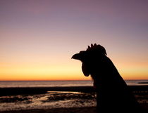 Chicken at sunset by dreamcatcher-media