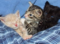 Three little kittens by dreamcatcher-media