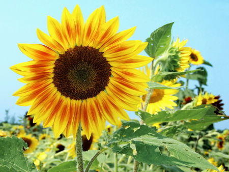 Ok-sunflower