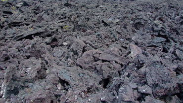 Plants-in-lava-rock