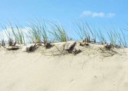 Sub-dune-grass