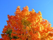 Autumn tree by dreamcatcher-media