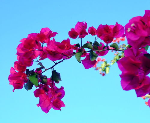 Fusia-flowers