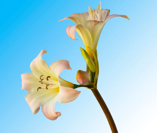 Belladonna-lilies