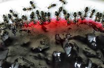 Ameisen, Ants von Heike Loos