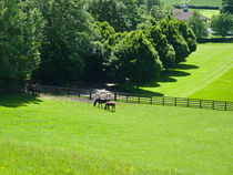 Horses grazing in Yorkshire von Robert Gipson