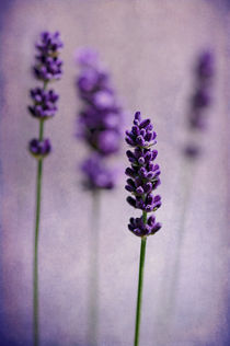 Lavenders by Barbara Corvino