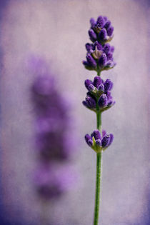 Lavender von Barbara Corvino
