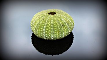 Sea-urchin-reflection