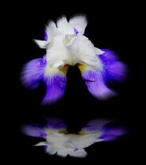 Blütenträume 9 Lilie by Walter Zettl