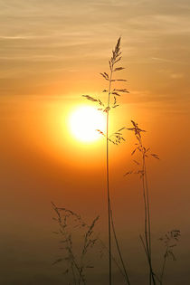 Gras im Sonnenaufgang von Bernhard Kaiser