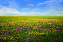 blossoming field  von larisa-koshkina