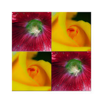 Viererbild "Blütenköpfe" pp by lisa-glueck