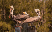 Pelicans On Watch von John Bailey