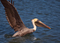 Pelican Take Off von John Bailey