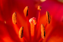Blütenstand rote Lilie 1 von Erhard Hess
