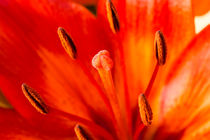 Blütenstand rote Lilie 2 von Erhard Hess