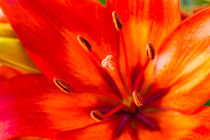 Blütenstand rote Lilie 10 von Erhard Hess