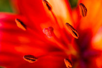 Blütenstand rote Lilie 6 von Erhard Hess