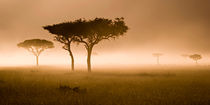 Masai Mara #2 by Antonio Jorge Nunes