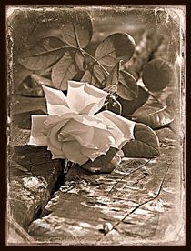 Vintage Rose by Clare Bevan