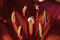 Blütenstand rote Lilie-dark by Erhard Hess
