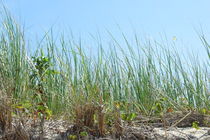 Beach grass on the sand dunes by dreamcatcher-media