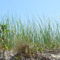 Beach-grass