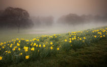 Misty Daffodils von Leighton Collins