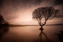 The Kenfig Pool Tree by Leighton Collins