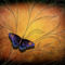 Butterfly-pause-2-24x20-300dpi