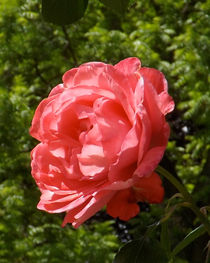 Rosenblüte von lorenzo-fp
