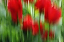Tulpenwisch von maremarie
