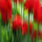 Tulpen-wisch-quer