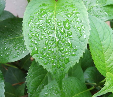 Dewy-leaf2