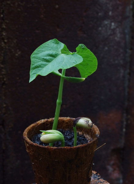 Green-bean-plant