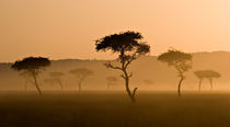 Masai Mara #3 by Antonio Jorge Nunes
