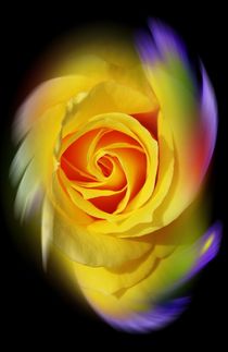 Blütenträume 15 Rose by Walter Zettl