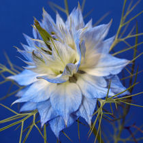 Blüte der Jungfer im Grünen, makro, nigella damascena, blue blossom of love in a mist von Dagmar Laimgruber