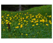 Trollblumenwiese von lisa-glueck