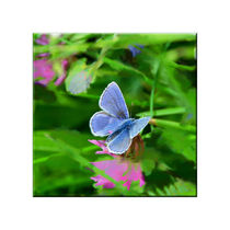 Schmetterling im Klee by lisa-glueck