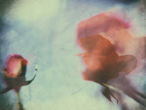 Two roses by Gabi Hampe