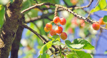 Cherries von Leopold Brix