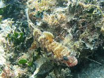 Long-spined Scorpionfish (Taurulus bubalis) von Christopher Jöst